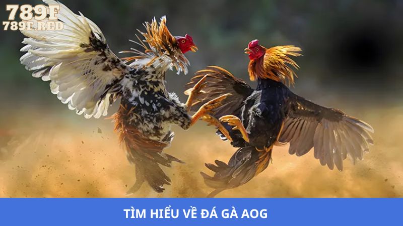Sân chơi đá gà đỉnh cao, thu hút hàng ngàn cược thủ tham gia