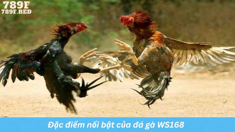 Đặc điểm nổi bật của đá gà WS168